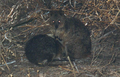 Image result for evil quokka